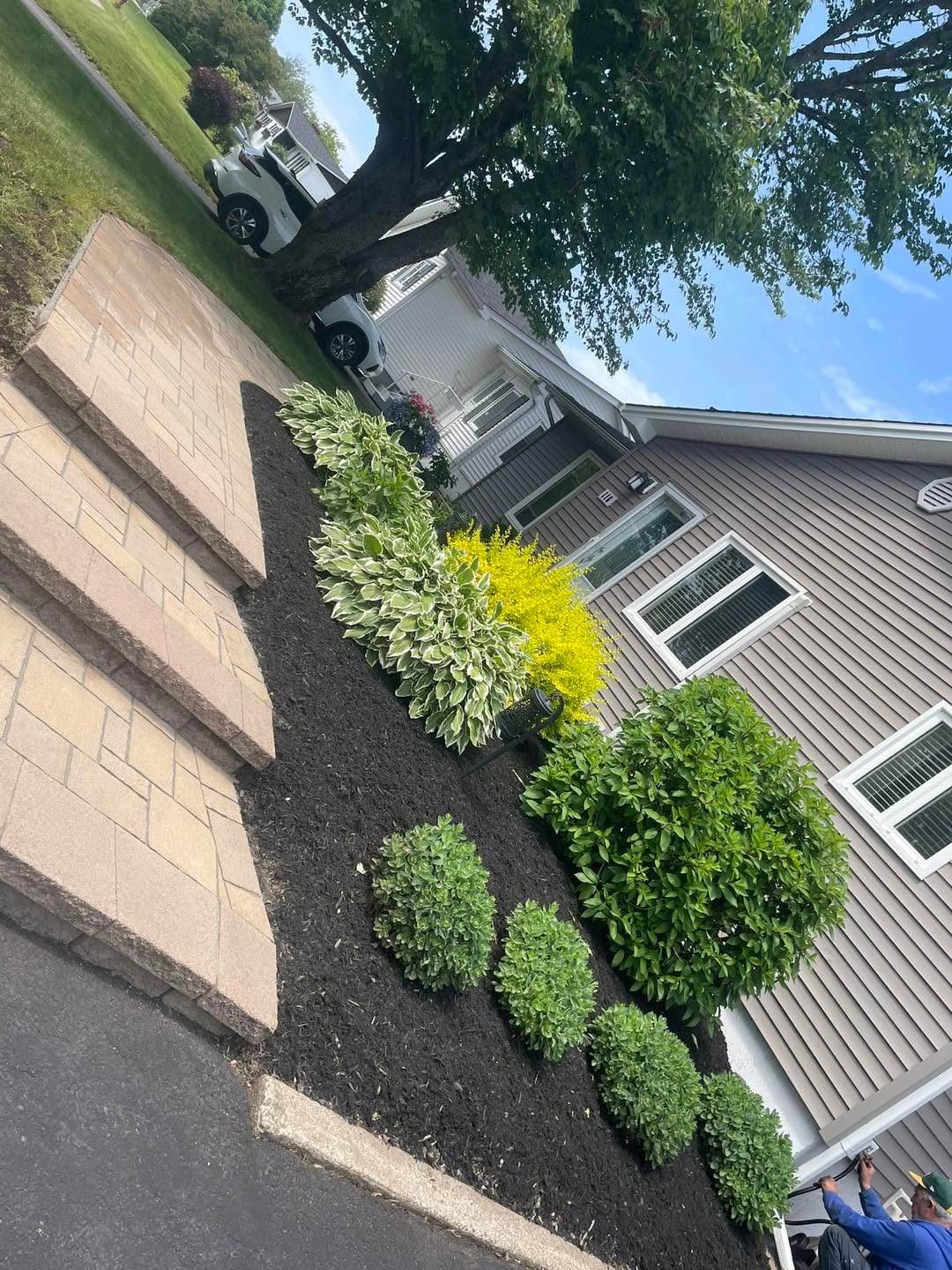Tidy foundation garden bed with shaped shrubs and fresh mulch